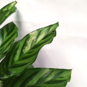 cay duoi cong xuong ca