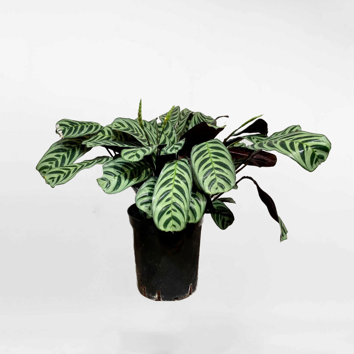 cay duoi cong xuong xa