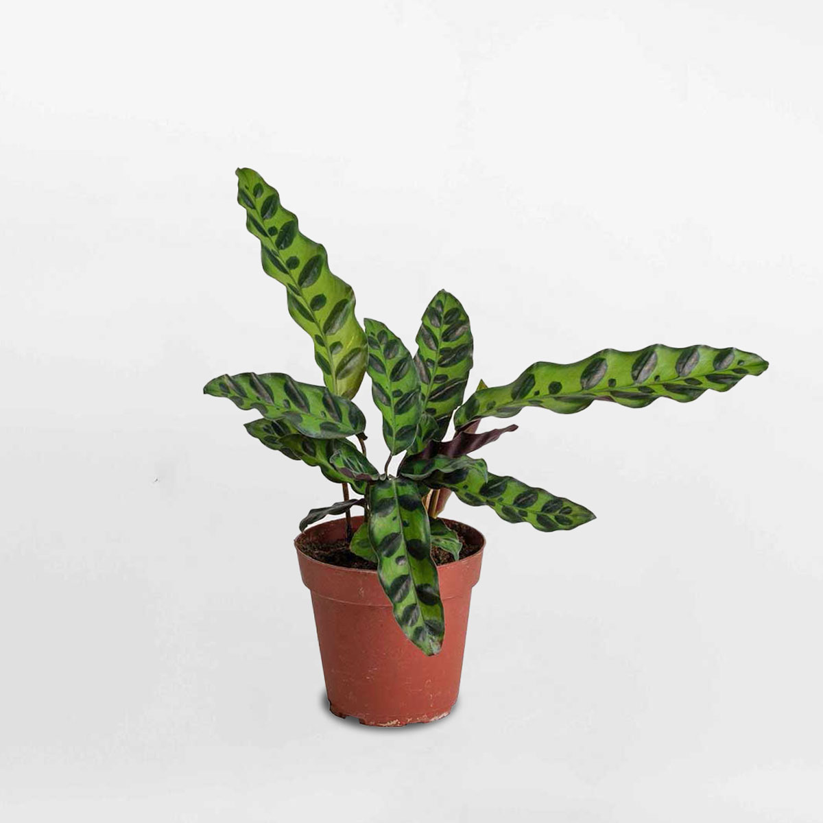 cay duoi phung Calathea Lancifolia 1a