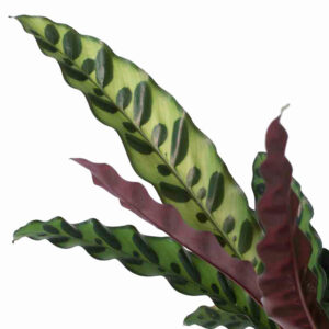 cay duoi phung Calathea Lancifolia 3