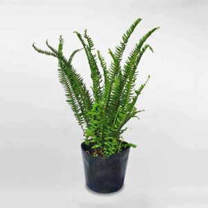 cay duong xi la me Nephrolepis cordifolia