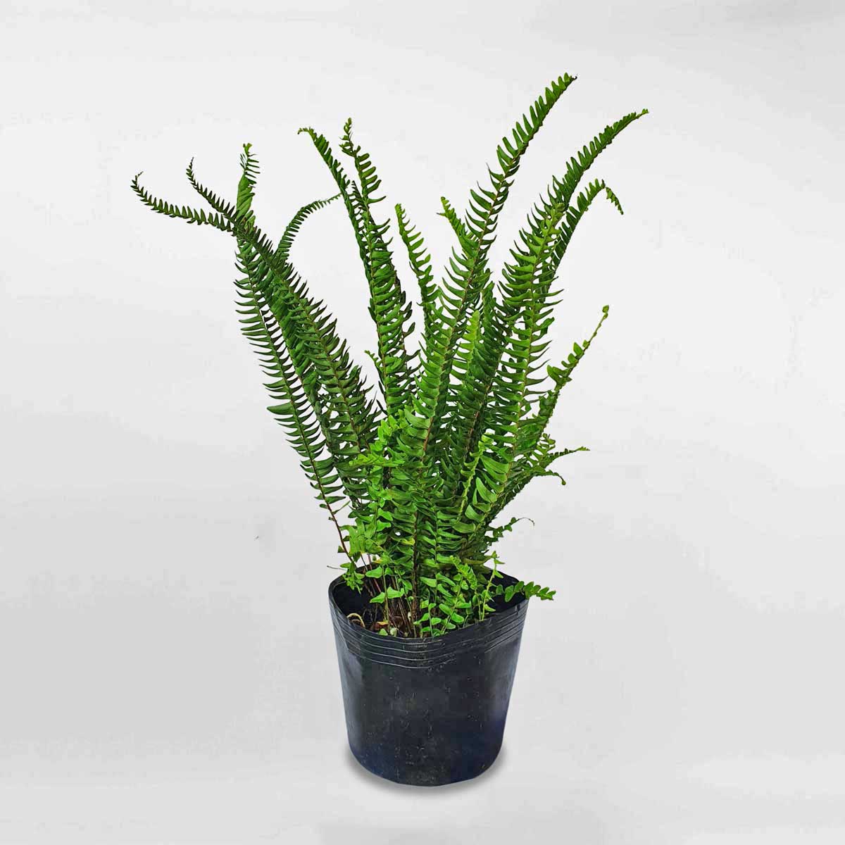 cay duong xi la me Nephrolepis cordifolia