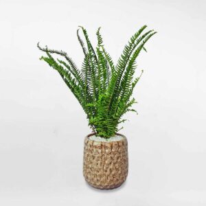 cay duong xi nho de ban chau su