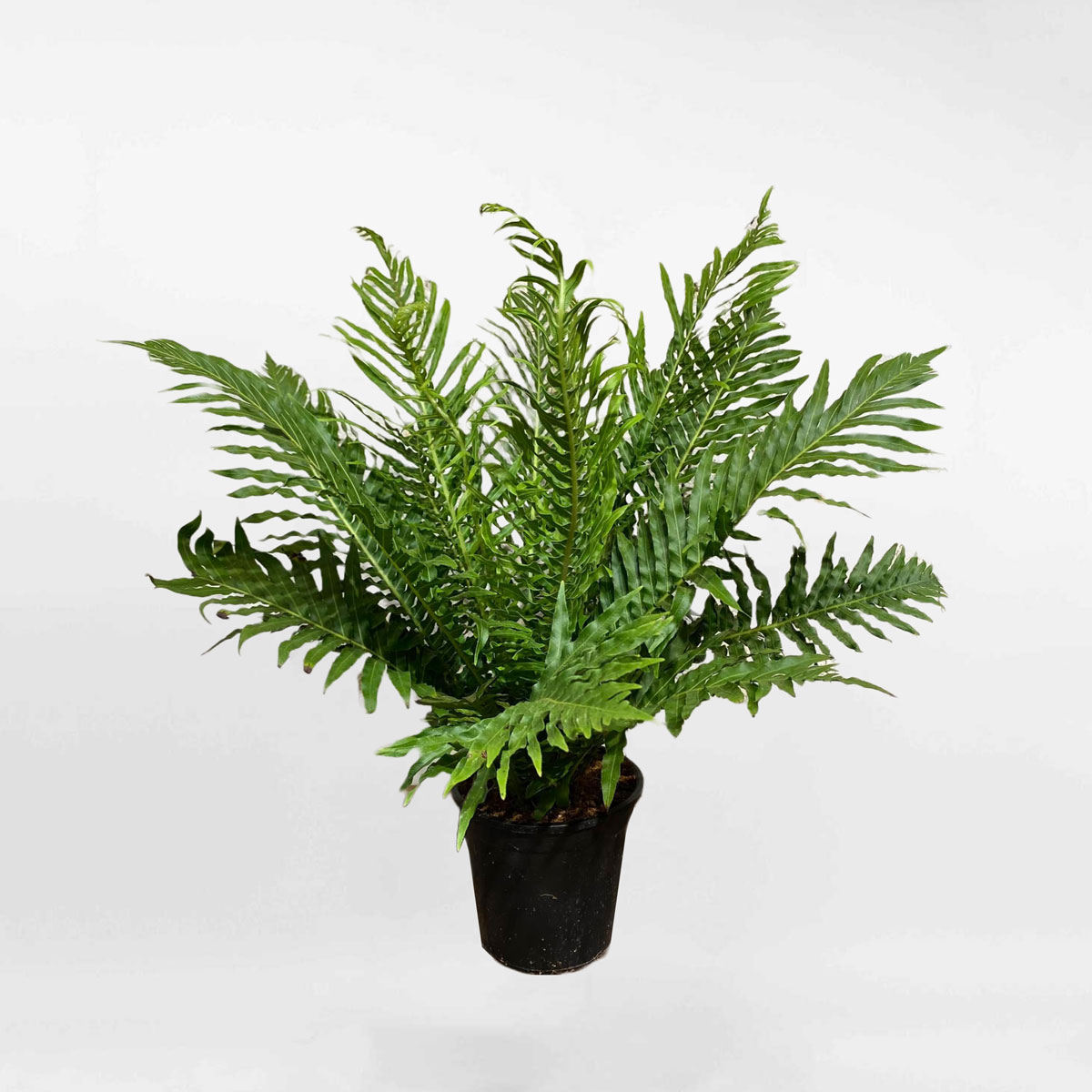 cay duong xi phuong hoang 1