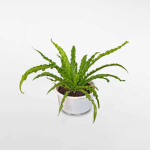 cay duong xi to chim aspl osaka 1