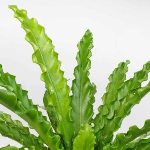 cay duong xi to chim aspl osaka 2