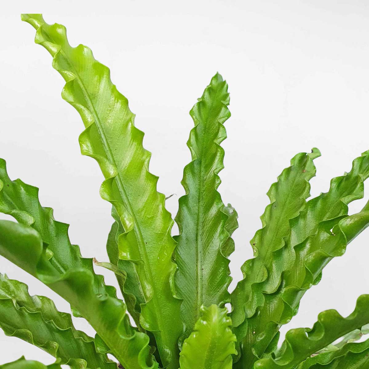 cay duong xi to chim aspl osaka 2