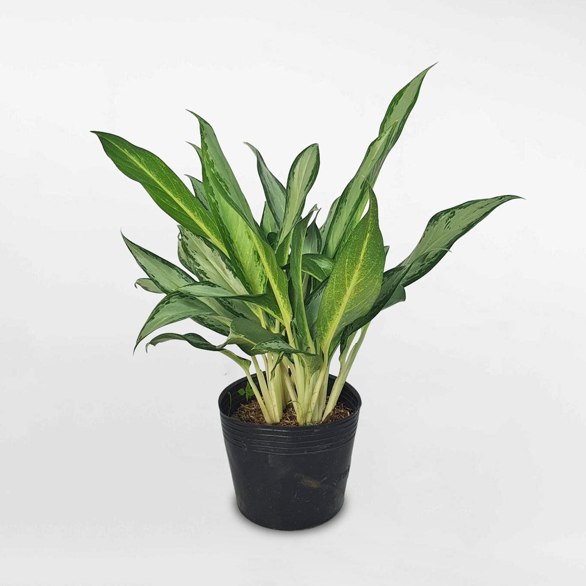 cay giu tien nho chau uom