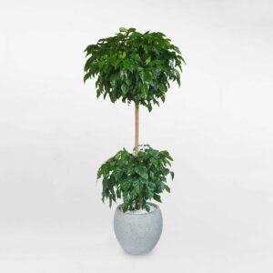 cay hanh phuc 2 tang chau da mai tron 1