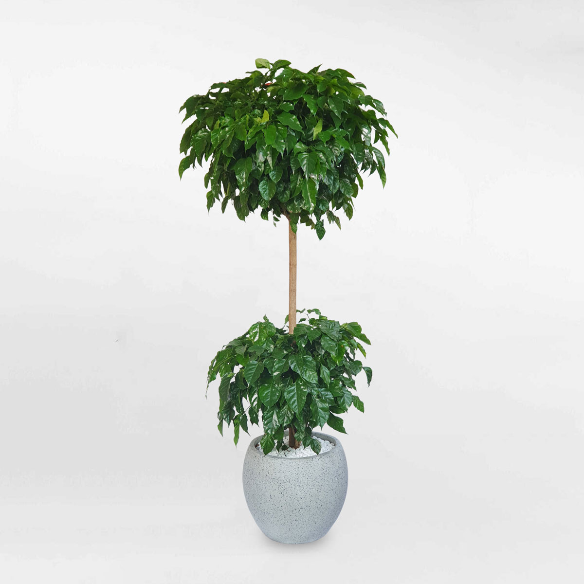 cay hanh phuc 2 tang chau da mai tron 1