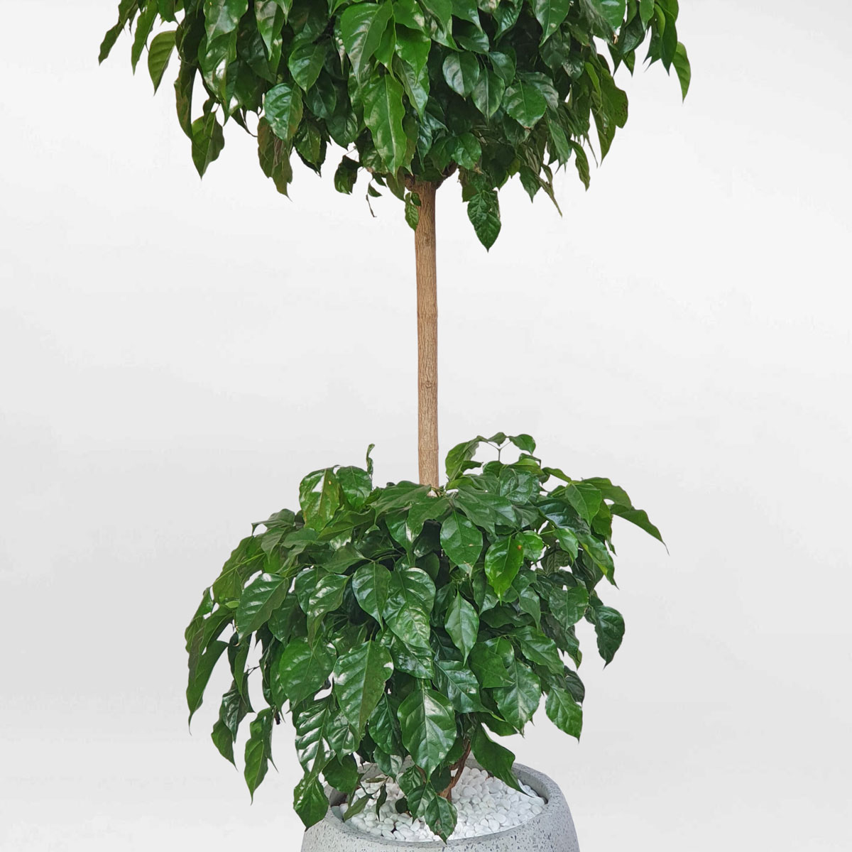 cay hanh phuc 2 tang chau da mai tron 2