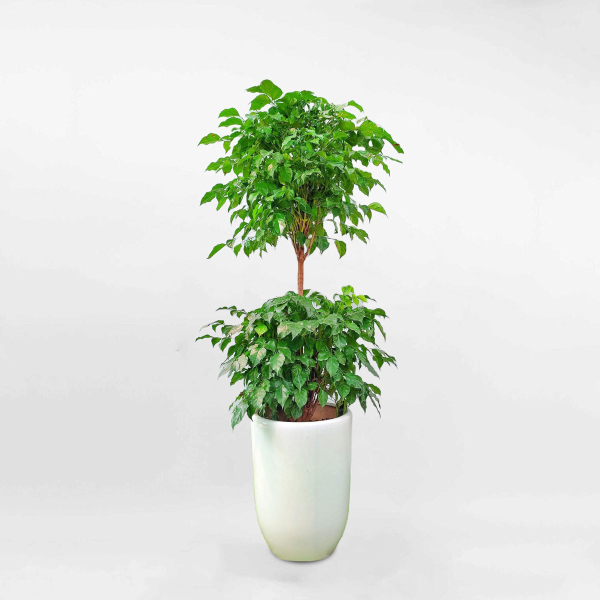 cây hạnh phúc 2 tầng