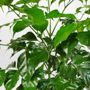 cay hanh phuc adermachera Sinica