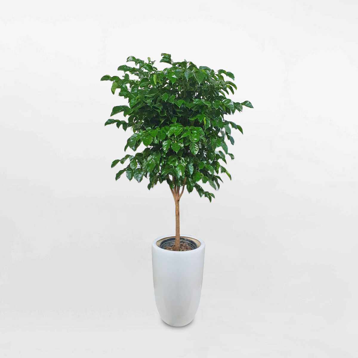 cay hanh phuc chau gom su 1