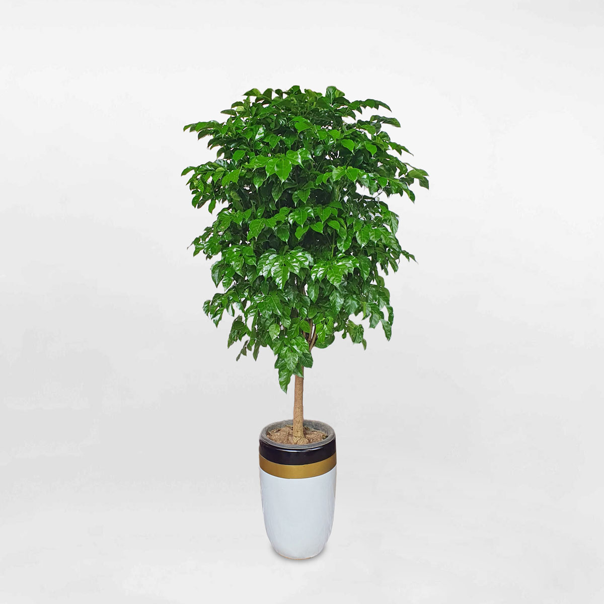 cay hanh phuc chau su 1