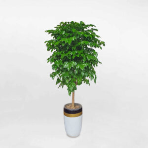 cay hanh phuc chau su 1