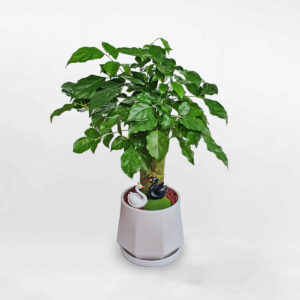 cây hạnh phúc để bàn