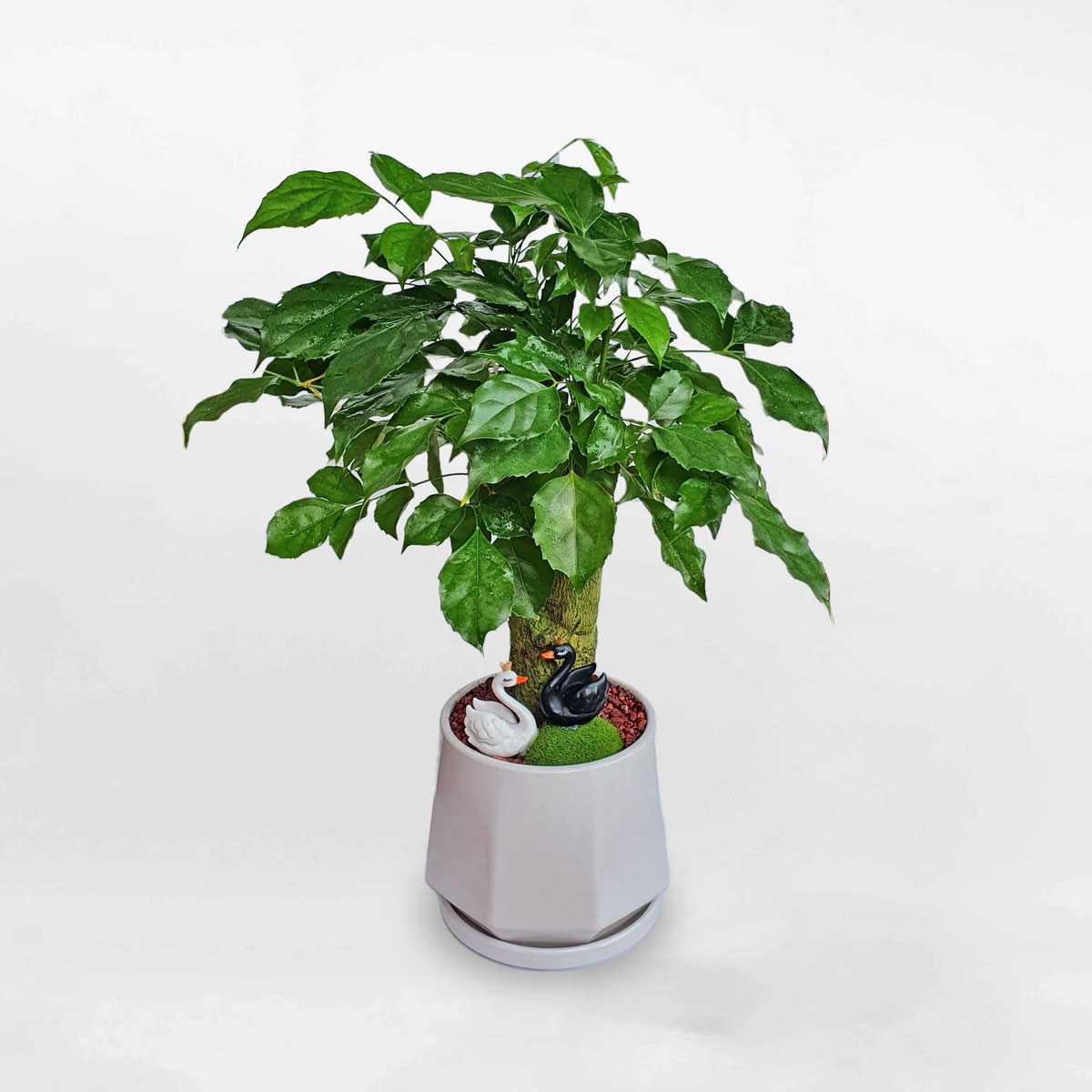 cây hạnh phúc để bàn