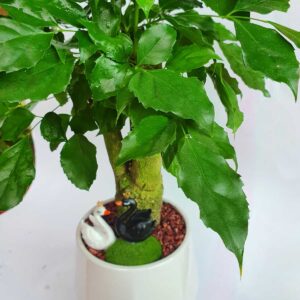 cay hanh phuc co thu de ban 3