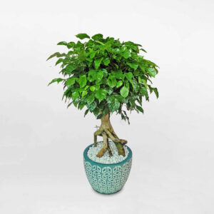 cay hanh phuc dang cu sam