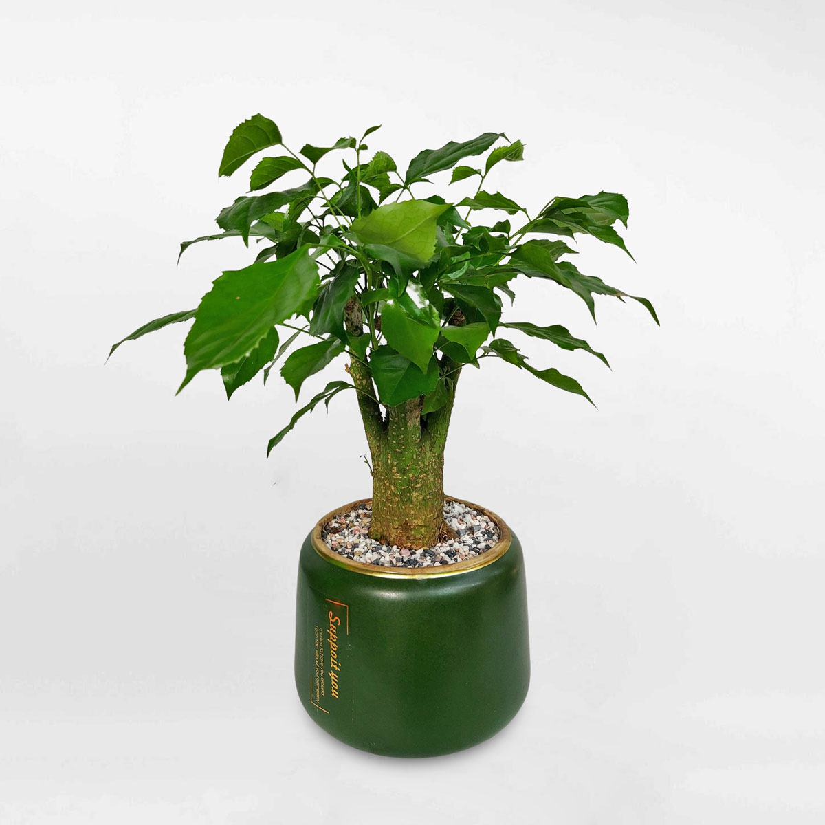 cay hanh phuc de ban bonsai