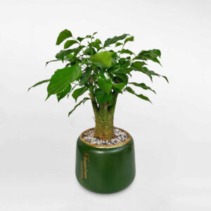 cay hanh phuc de ban bonsai