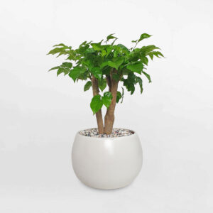 cay hanh phuc de ban chau su 1