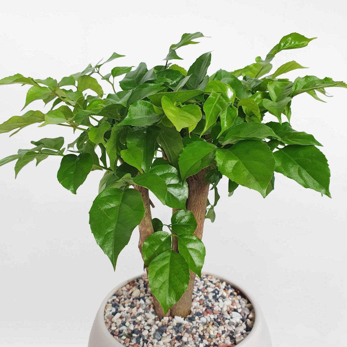 cay hanh phuc de ban chau su 2