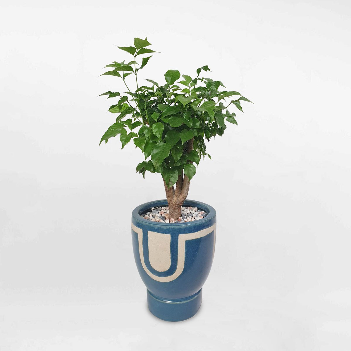 cay hanh phuc de ban chau su