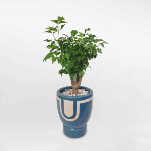 cay hanh phuc de ban chau su