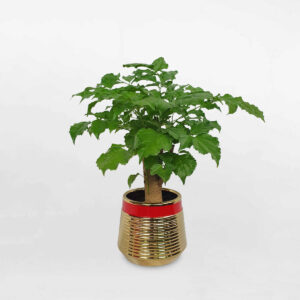 cay hanh phuc de ban chau su