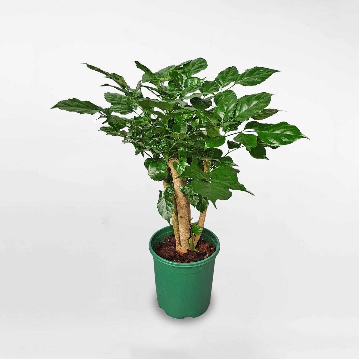 cây hạnh phúc để bàn