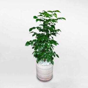 cay hanh phuc de san chau gom su