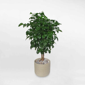 cay hanh phuc de san chau su 1