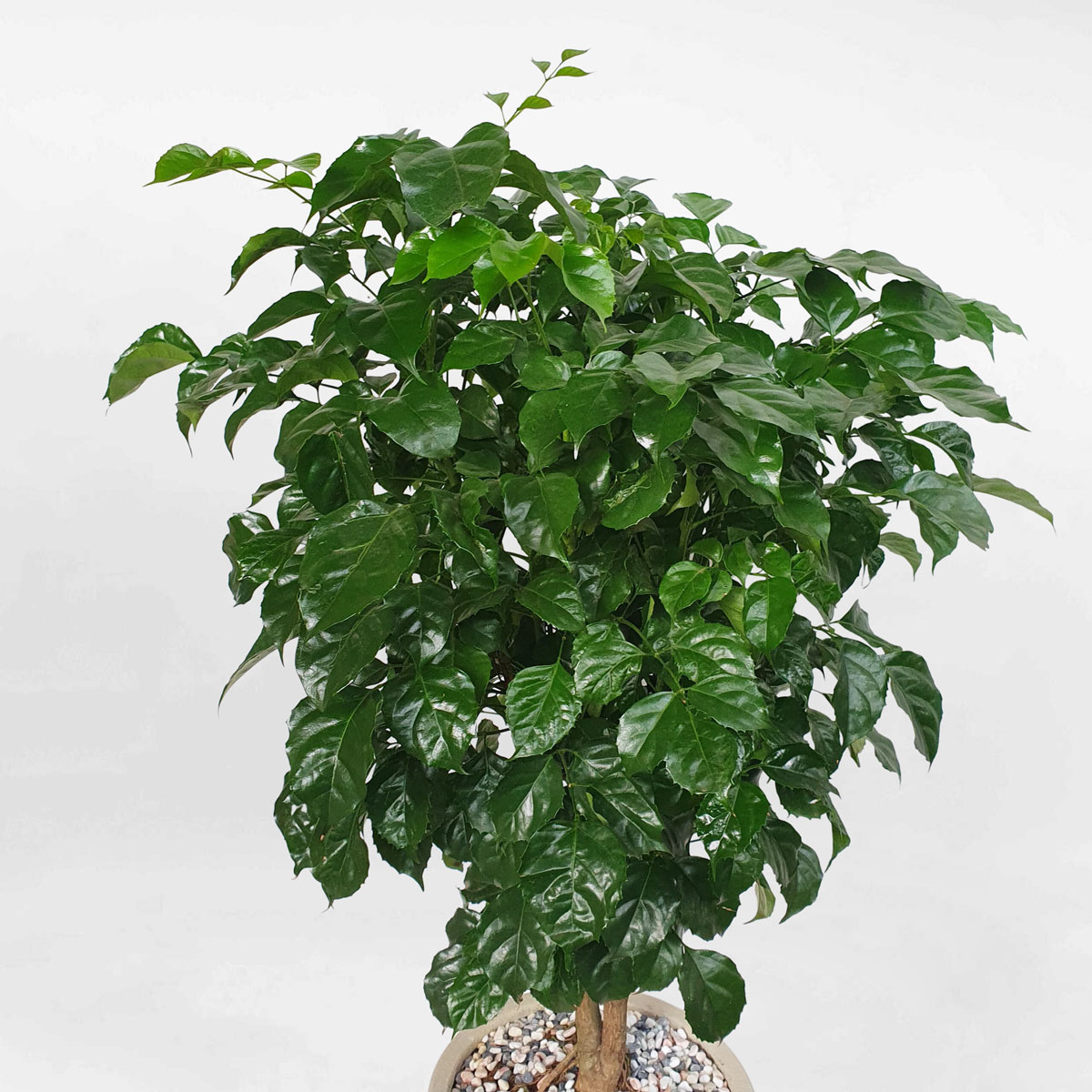 cay hanh phuc de san chau su 2