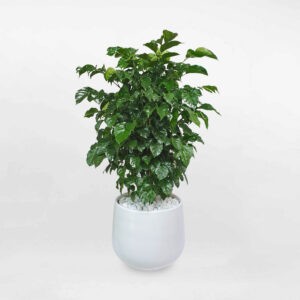 cay hanh phuc de san chau su trang