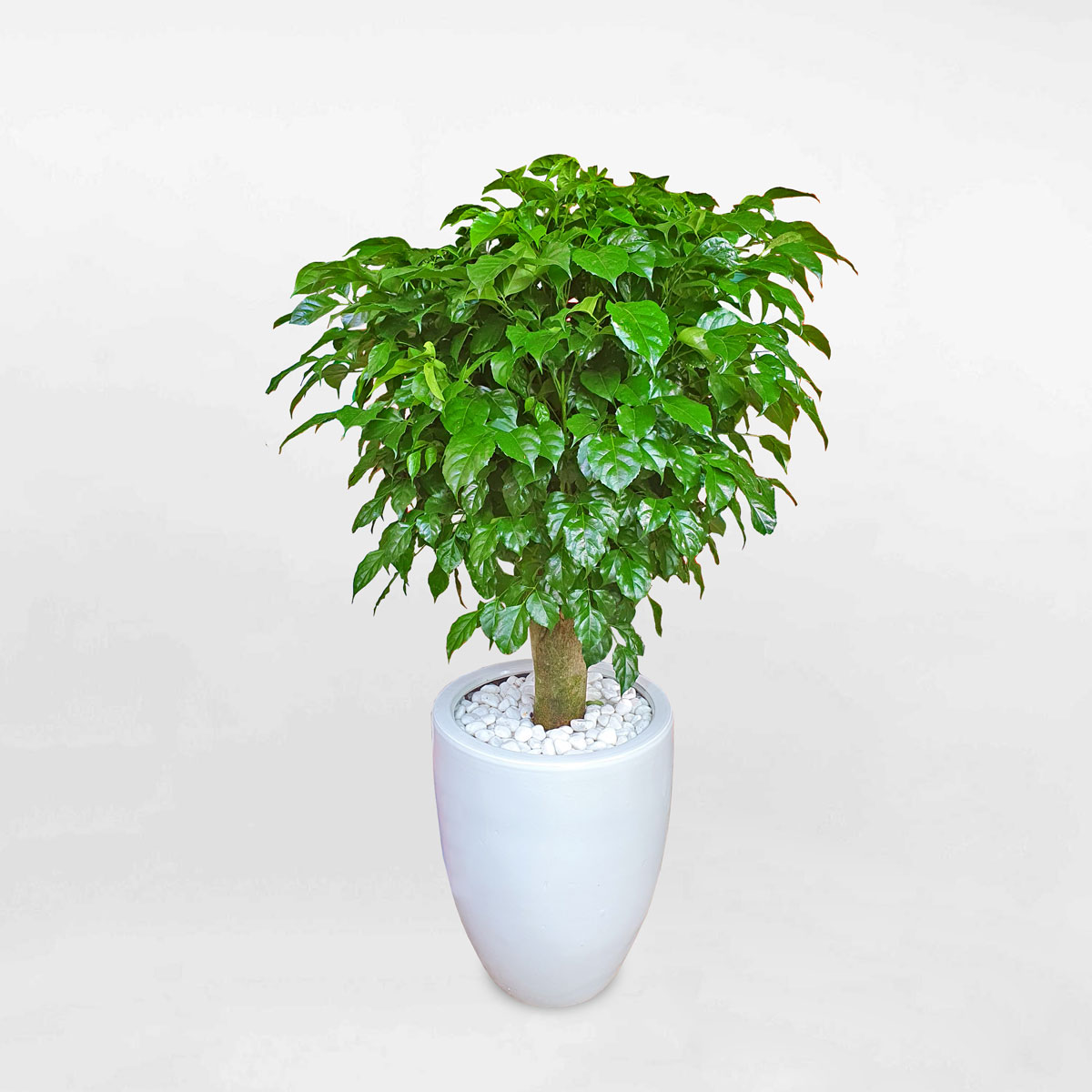 cay hanh phuc de van phong