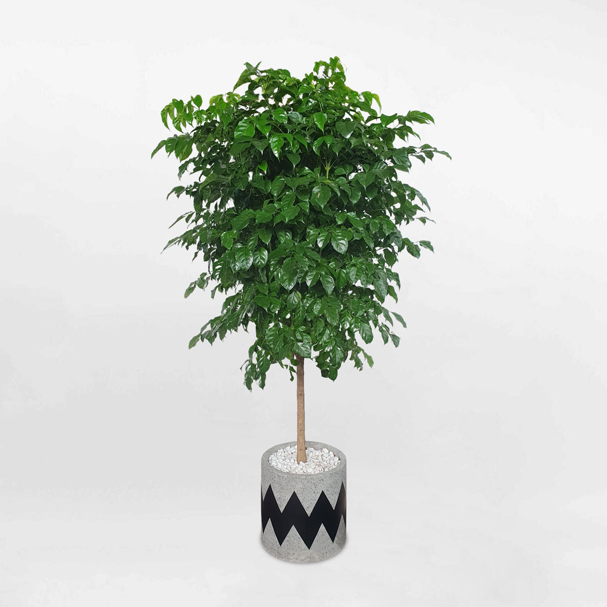 cay hanh phuc mot than chau da mai