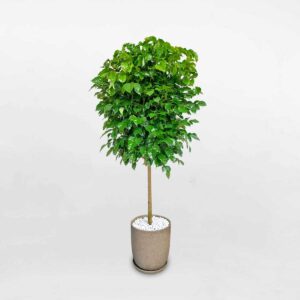 cay hanh phuc mot than chau dat nung