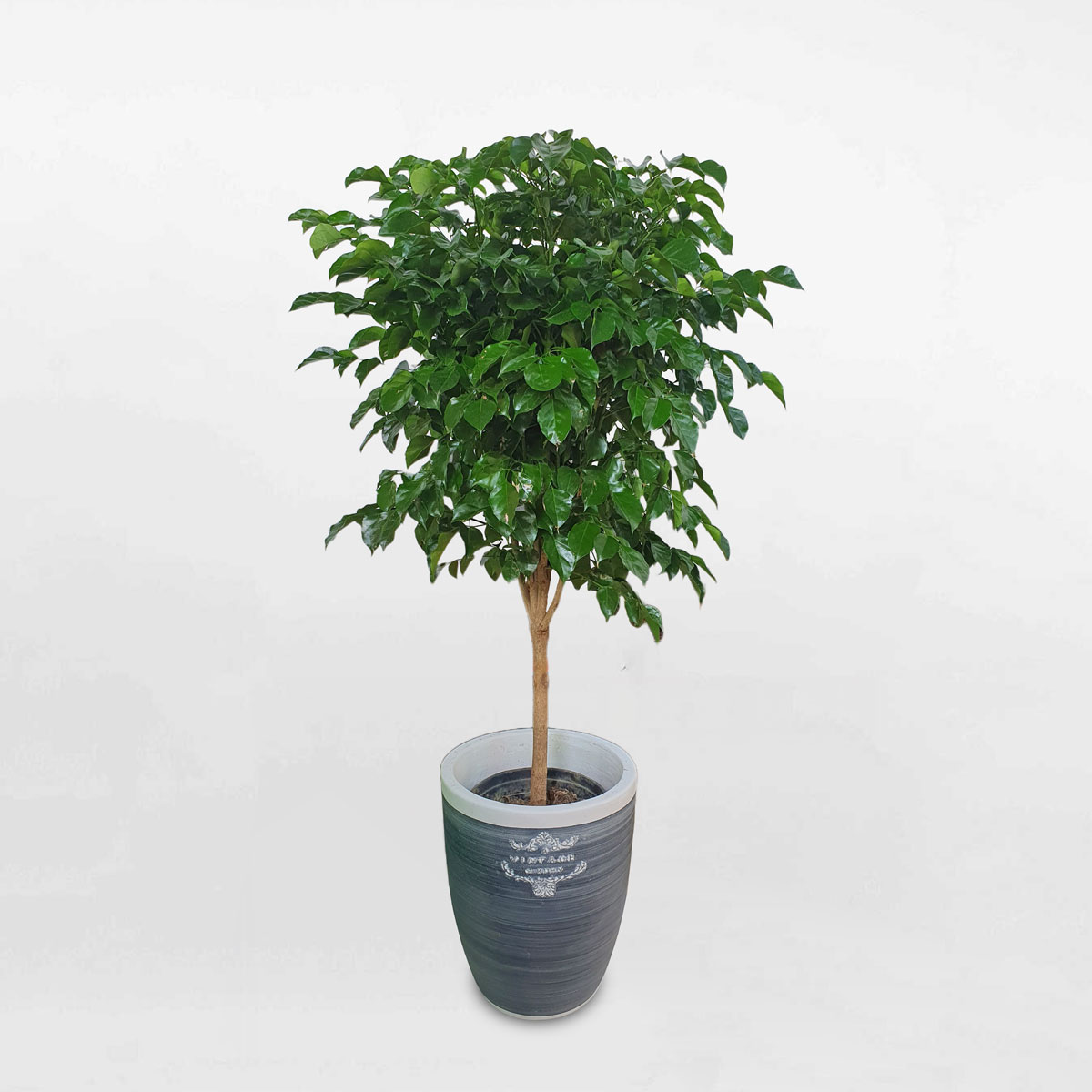 cay hanh phuc mot than chau dat nung son vintage