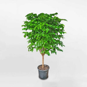 cay hanh phuc mot than co trung chau uom