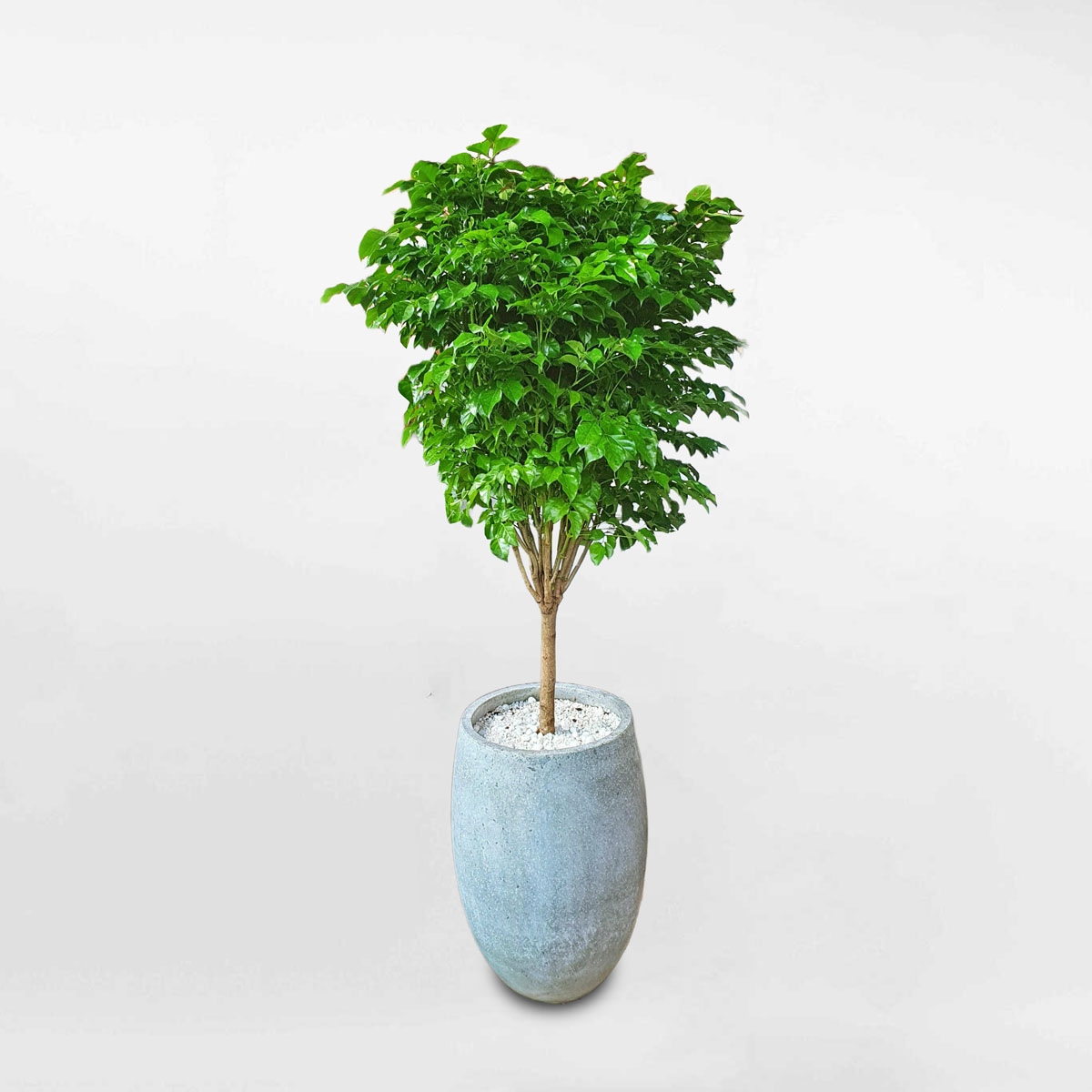 cây hạnh phúc để văn phòng