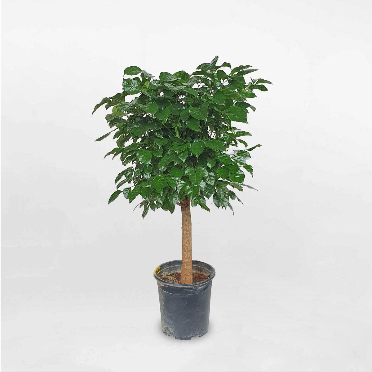 cay hanh phuc mot than dang thap