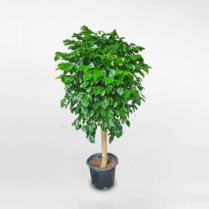 cây hạnh phúc một thân lớn