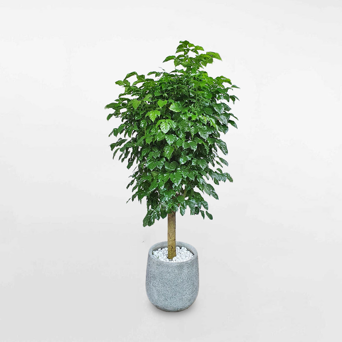 cây hạnh phúc một thân chậu đá mài