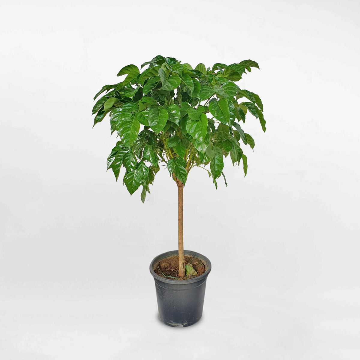 cay hanh phuc mot than nho