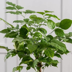 cay hanh phuc mowgarden 03