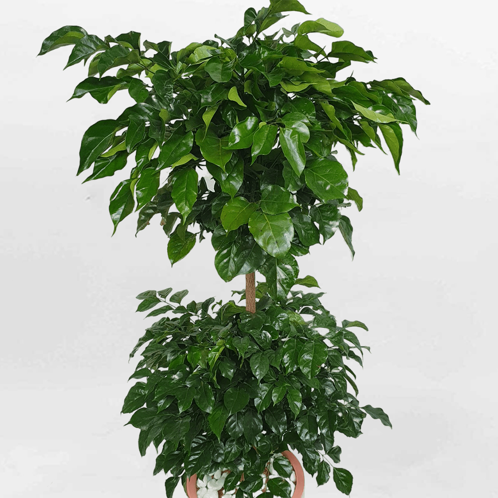 cay hanh phuc van phong 2 tang chau su hoa tiet mowgarden 01