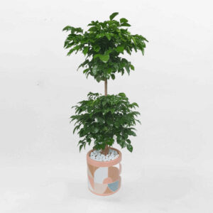 cay hanh phuc van phong 2 tang chau su hoa tiet mowgarden