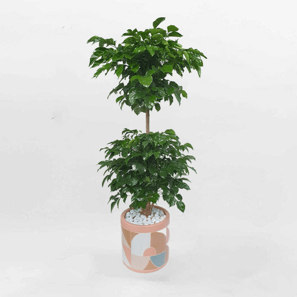 cay hanh phuc van phong 2 tang chau su hoa tiet mowgarden